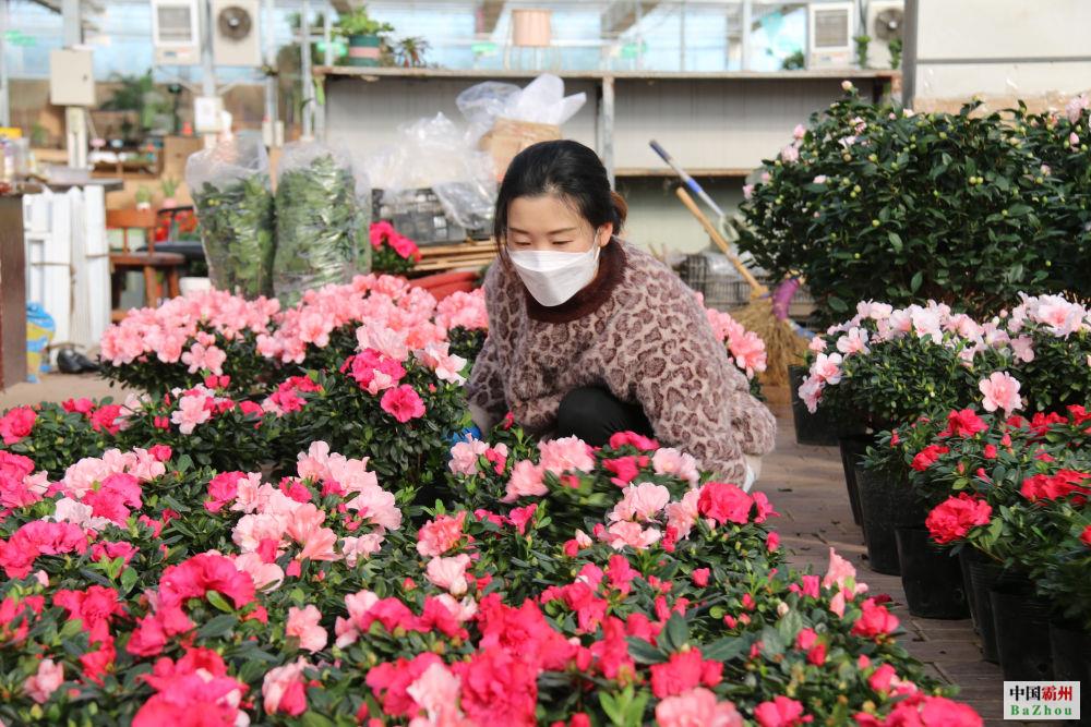 新春花市“年味兒”濃 禮品花卉銷售迎來“春天”